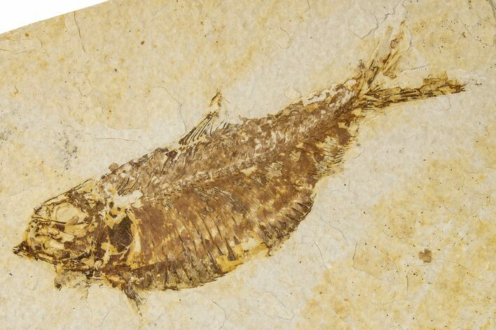 Detailed Fossil Fish (Knightia) - Wyoming #186453